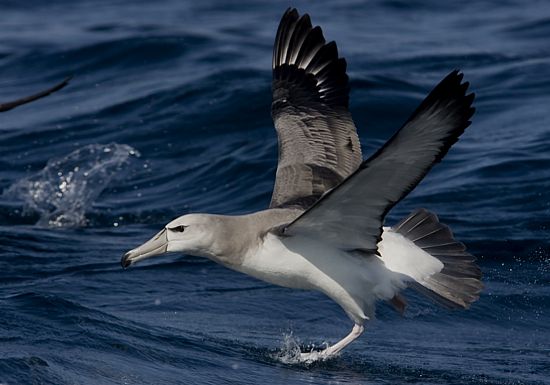 Shy Albatross © Trevor Hardaker