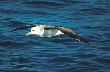 Juvenile Black-browed Albatross. Copyright: John Graham