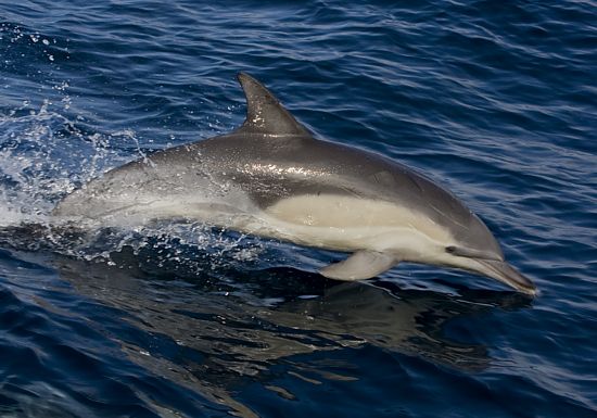 Long-beaked Common Dolphin © Trevor Hardaker